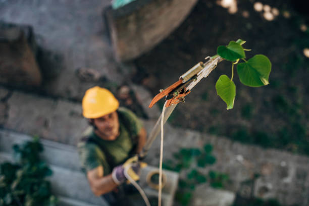 Best Tree Risk Assessment  in Olmos Park, TX